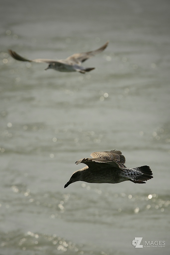 Stercorarius pomarinus