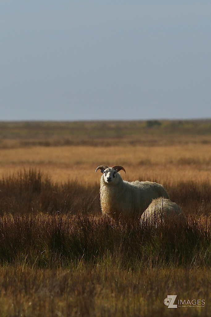 Moutons islandais