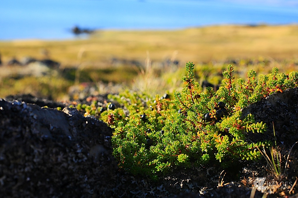 Myrtilles