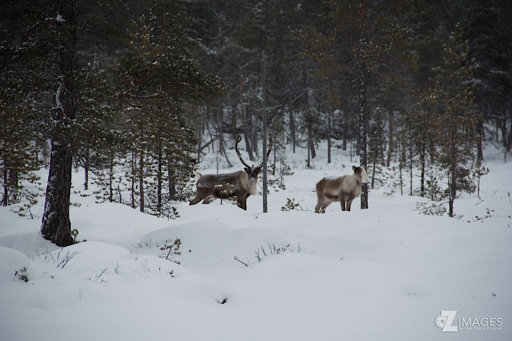 Inari - Finlande