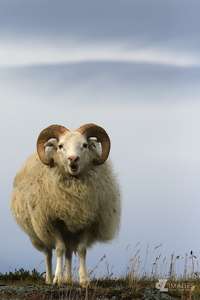 Ovis aries