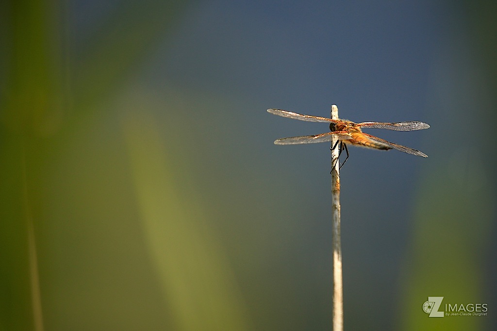 Libellule